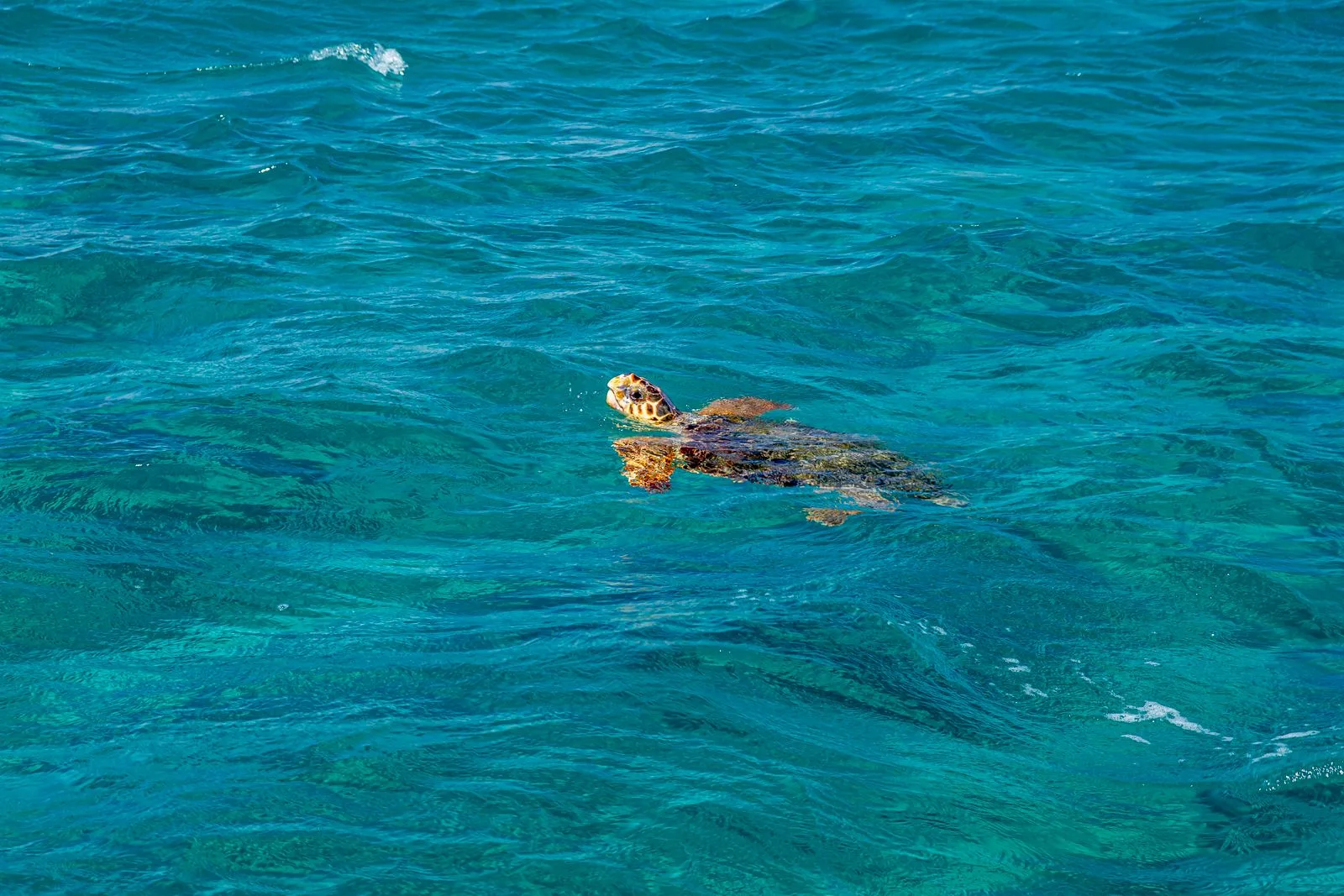 A loggerhead sea turtle (Caretta caretta) swimming in clear turquoise water